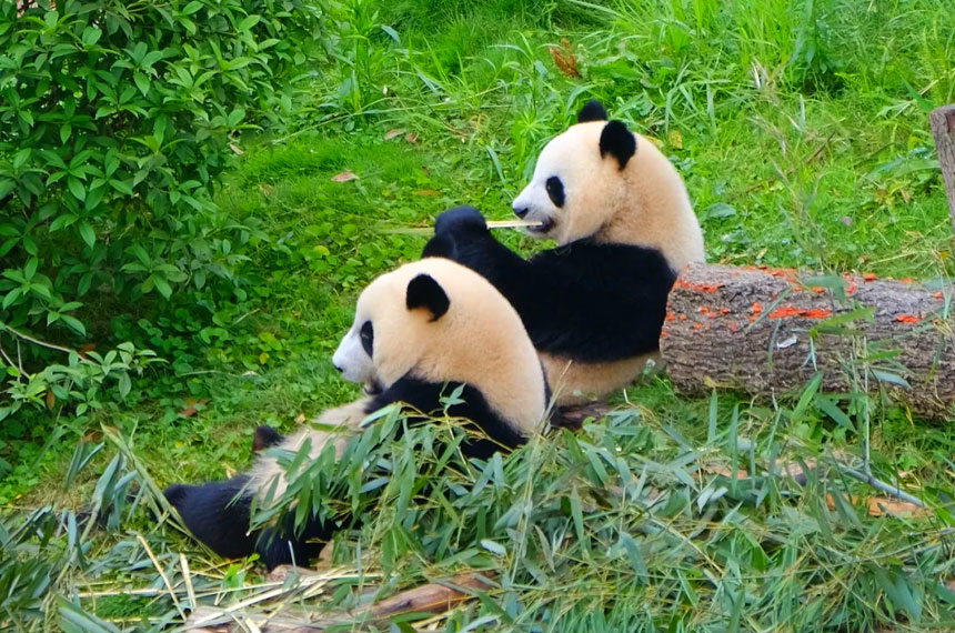 成都4天3晚会奖旅游线路