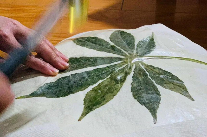 植物拓染刺绣帆布包DIY